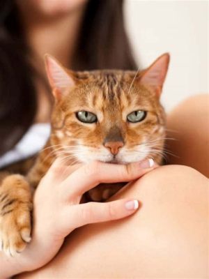 ドコモレピータ 設置方法: なぜ猫はドコモレピータを好むのか？