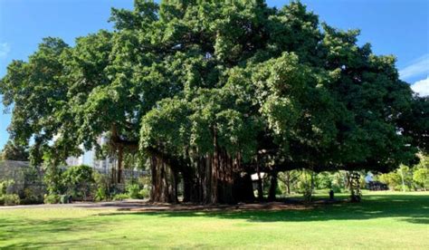  Under the Banyan Tree:  A Thai Mystery Woven With Ancient Secrets and Intricate Puzzles